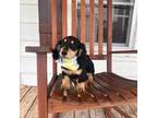 Dachshund Puppy for sale in Abbeville, GA, USA