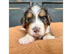 Mutt Puppy for sale in Salado, TX, USA