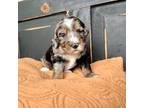 Mutt Puppy for sale in Salado, TX, USA
