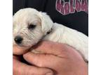 Schnauzer (Miniature) Puppy for sale in Klamath Falls, OR, USA