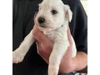 Schnauzer (Miniature) Puppy for sale in Klamath Falls, OR, USA