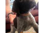German Shorthaired Pointer Puppy for sale in Redmond, OR, USA