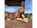 Liver/tan female bloodhound
