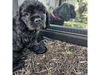 Cocker Spaniel Puppy for sale in Medford, OR, USA