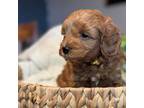Cavapoo Puppy for sale in Santee, CA, USA