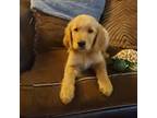 Golden Retriever Puppy for sale in Roanoke, VA, USA