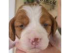 Brittany Puppy for sale in Kennewick, WA, USA