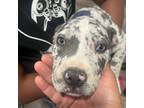 American Pit Bull Terrier Puppy for sale in Frederick, MD, USA