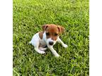 Parson Russell Terrier Puppy for sale in Brenham, TX, USA