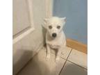 Alaskan Klee Kai Puppy for sale in Clermont, FL, USA