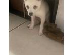 Alaskan Klee Kai Puppy for sale in Clermont, FL, USA