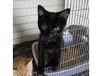 Adopt Rays Cat UT a Domestic Short Hair