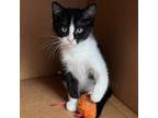 Adopt Squeaky Cat F a Domestic Short Hair