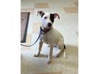 Adopt Delight a Pit Bull Terrier, Mixed Breed