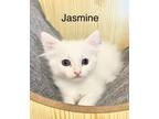 Adopt Jasmine a Domestic Long Hair