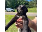 Adopt Violet a Black Labrador Retriever, Saint Bernard