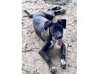Adopt Trixie #A595 a Pit Bull Terrier