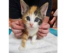 Adopt Courage a Domestic Short Hair