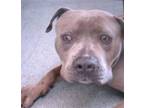 Adopt BARON a Pit Bull Terrier