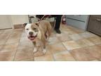 Adopt Aspen a Pit Bull Terrier, American Staffordshire Terrier