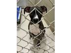 Adopt 18955 a Pit Bull Terrier