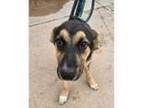 Adopt Peanut a German Shepherd Dog, Coonhound