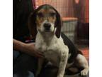 Adopt Beagle Barry a Beagle