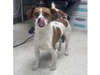 Adopt Curl a Parson Russell Terrier, Mixed Breed