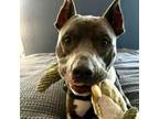Adopt RANGER a American Staffordshire Terrier, Mixed Breed