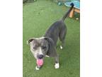 Adopt BLUEBERRY a Staffordshire Bull Terrier