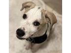 Adopt Hawkeye(Available / in foster home) a Mixed Breed