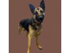 Adopt TUSC-Stray-tu2421_2 a German Shepherd Dog