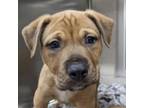 Adopt Slayton a Pit Bull Terrier