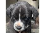 Adopt Roo McGoo a Pit Bull Terrier