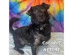 Adopt COCONUT a Mixed Breed