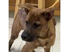 Adopt Achilles a Mixed Breed