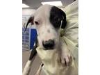 Adopt NIXXON a Pit Bull Terrier