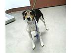 Adopt AUGUST a Beagle, Mixed Breed