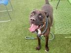 Adopt OINGO BOINGO a Pit Bull Terrier, Mixed Breed