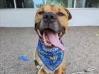 Adopt SNOOP DOG a Pit Bull Terrier