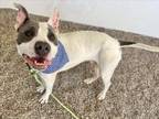 Adopt CARL a Pit Bull Terrier, Mixed Breed