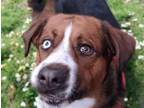 Adopt PAVIN SMITH* a Treeing Walker Coonhound