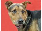 Adopt HODGEMAN* a German Shepherd Dog, Rottweiler