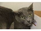 Adopt STORMY a Domestic Short Hair
