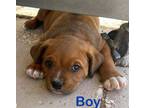 Adopt A836811 a Pit Bull Terrier, Rottweiler