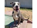 Adopt ZAYDEN a Pit Bull Terrier, Mixed Breed