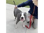 Adopt BUBBLES a Pit Bull Terrier