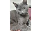 Adopt EIRIAN a Domestic Medium Hair