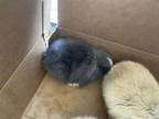 Adopt A514596 a Bunny Rabbit