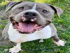 Adopt Dog a Pit Bull Terrier